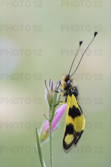 Eastern butterfly