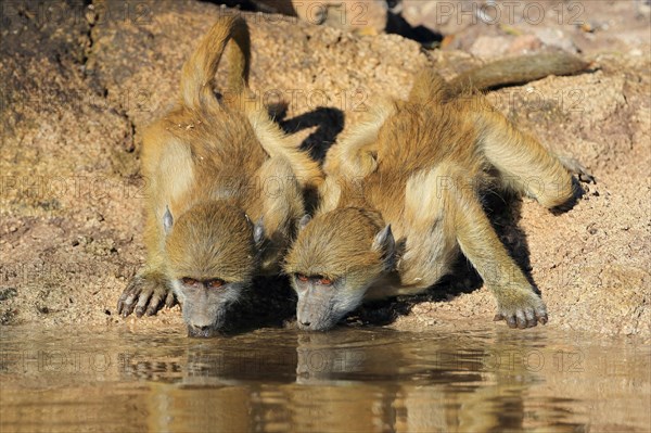 Chacma baboon