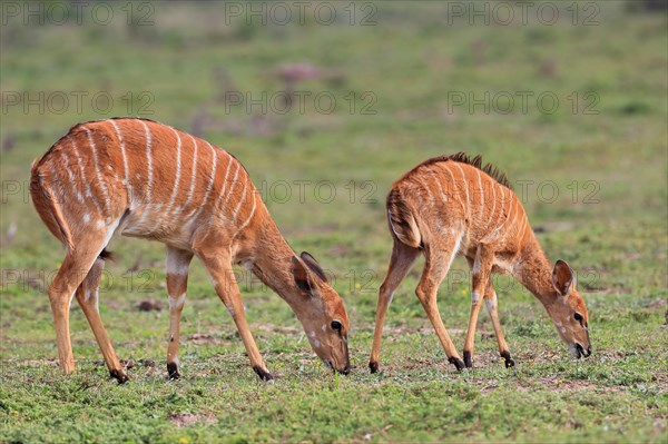 Lowland nyala