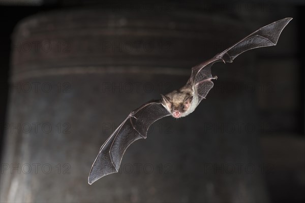 Greater mouse-eared bat