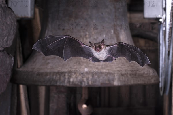 Greater mouse-eared bat