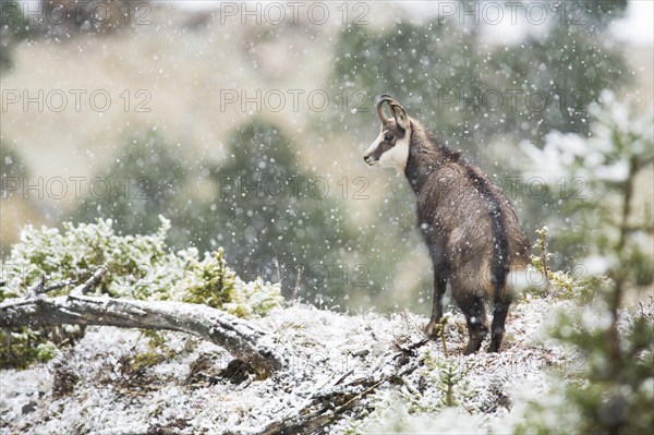 Chamois