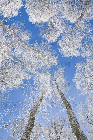 Tree tops of deep snow covered beech forest against blue sky in Neuchatel Jura