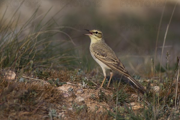 Tawny Pipit