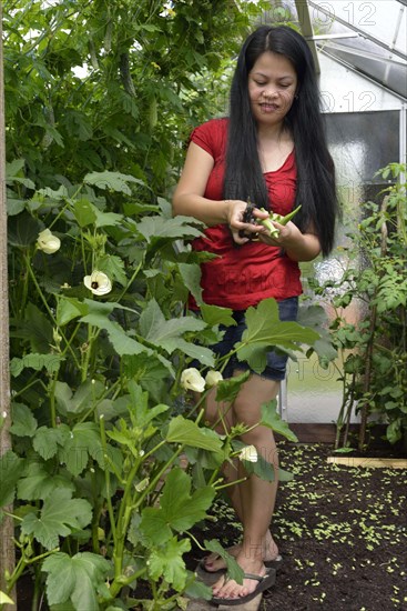 Woman harvesting okra