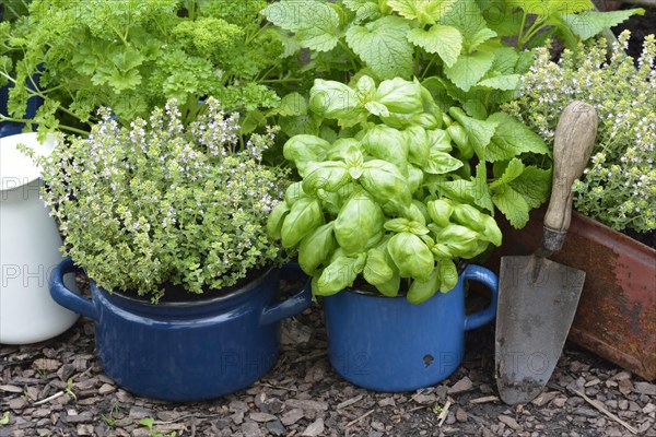 Various herbs in old bowls and cups