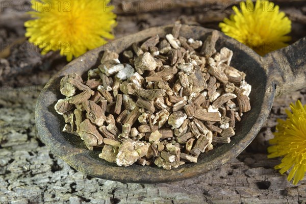 Dandelion root