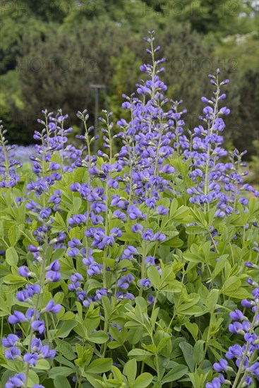 Blue wild indigo