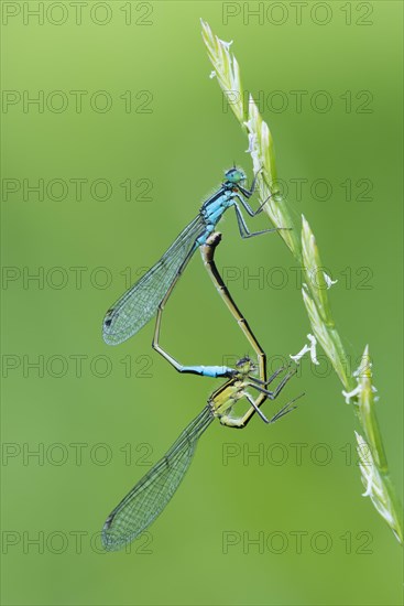 Blue-tailed damselfly