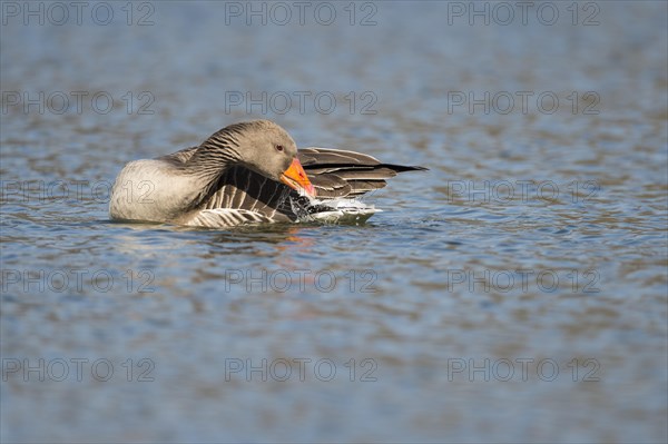 Greylag goose