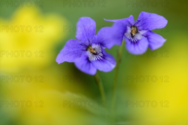 Wood Violet