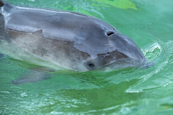 Harbour porpoise