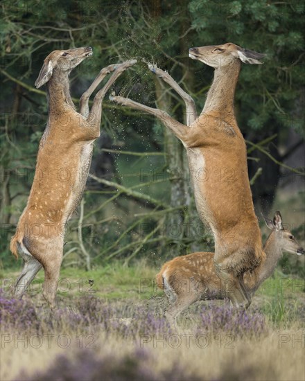 Red deer