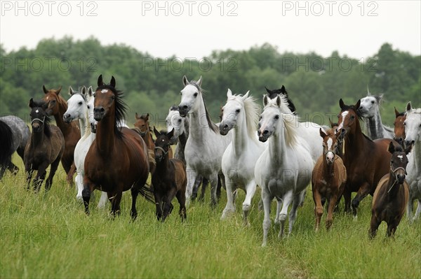 Arabian thoroughbred