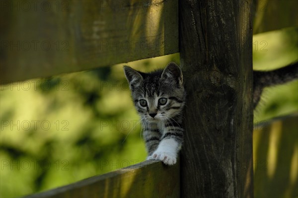 Mottled kitten on wooden fence