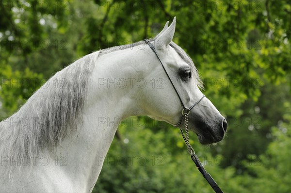 Arabian thoroughbred