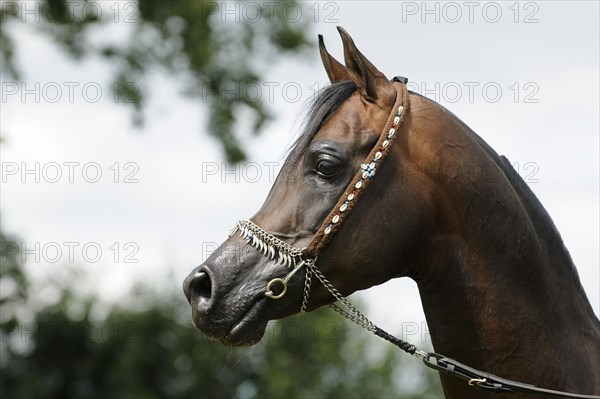 Arabian thoroughbred