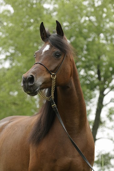 Arabian thoroughbred