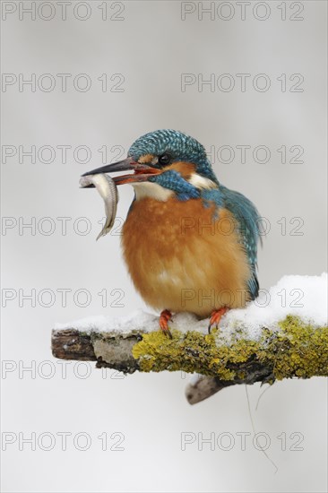 Common kingfisher