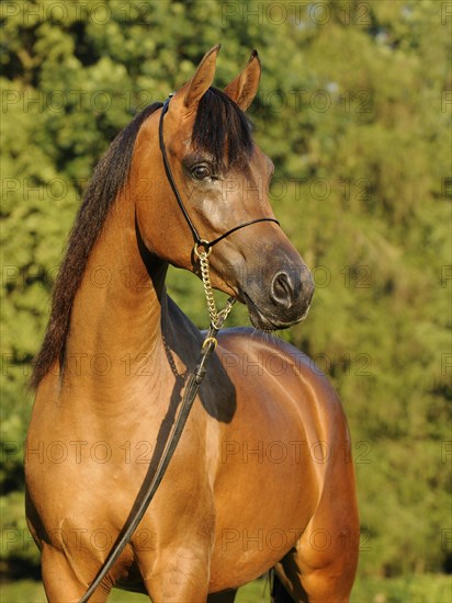 Arabian thoroughbred