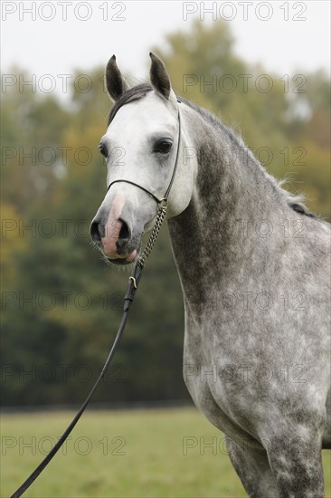 Arabian thoroughbred