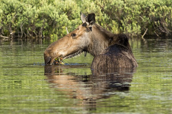 American elk