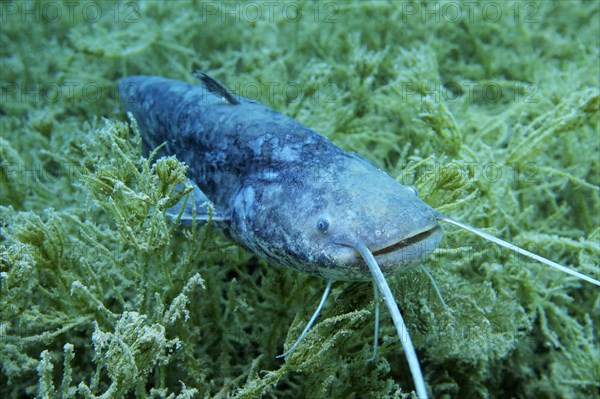 Wels catfish