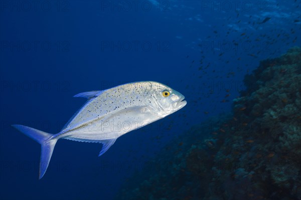 Bluefin Trevally