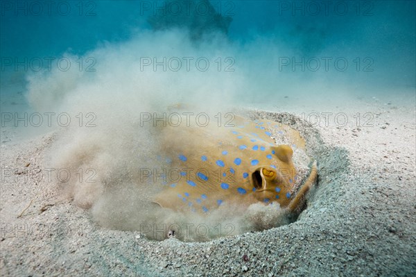 Bluespotted ribbontail ray