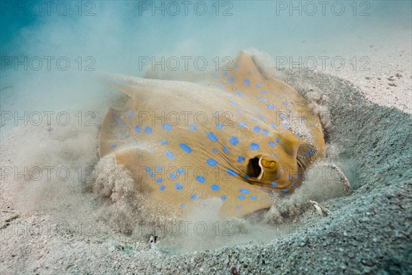 Bluespotted ribbontail ray