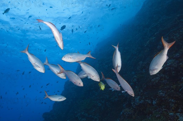 Pacific creolefishes