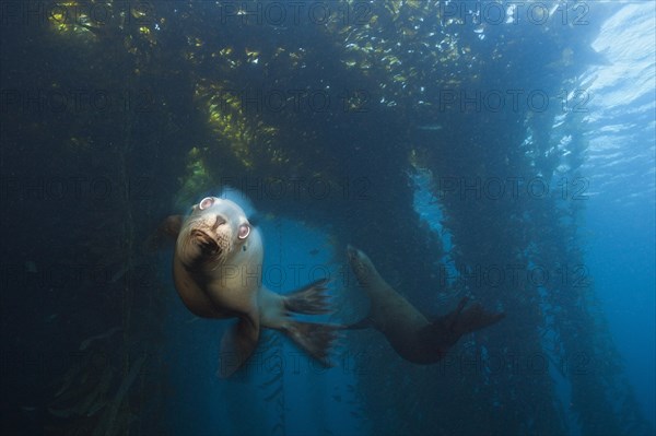 California sea lion