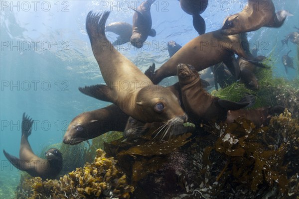 California sea lions