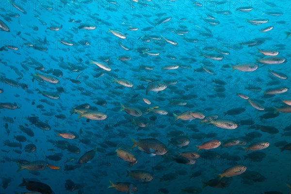 Shoal of swallowtail damselfish