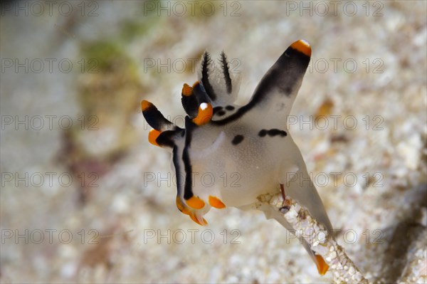 Neon sea snail