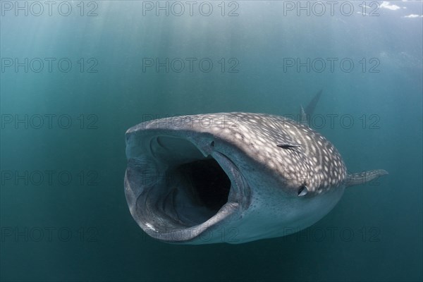 Feeding whale shark