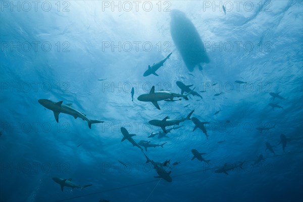 Grey reef shark feeding