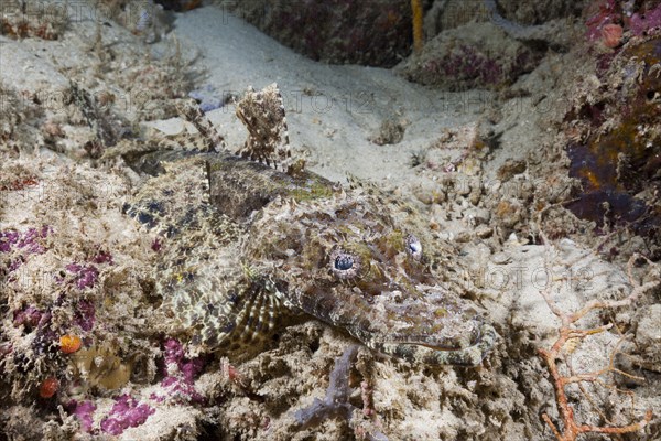 Beaufort's crocodile fish