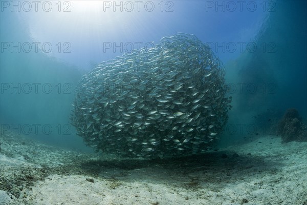 Shoal of ox-eye mackerel