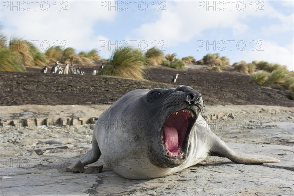 Sealion Island