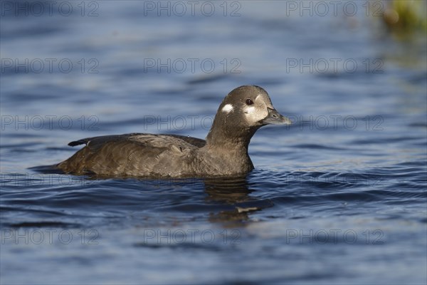 Harlequin duck