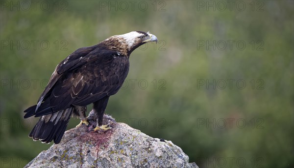 Spanish imperial eagle