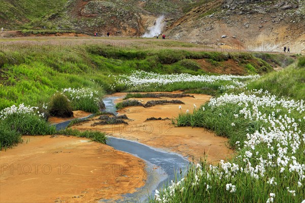 Cottongrass