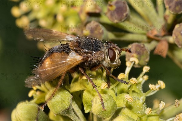 Tachina fera