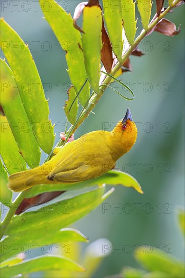 Eastern Golden Weaver