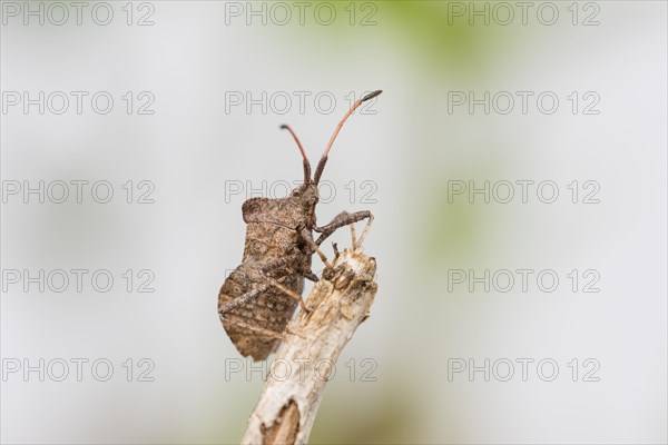 Dock bug