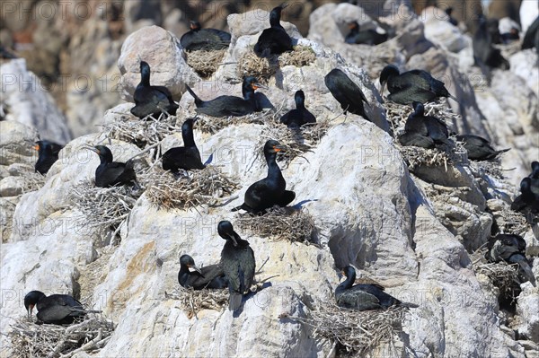 Cape Cormorant