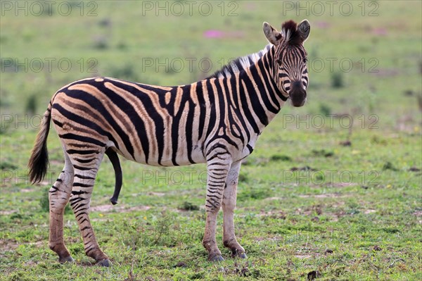 Burchell's zebra