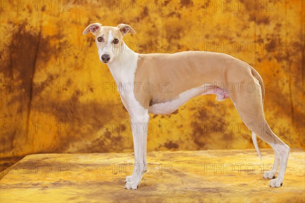 Whippet