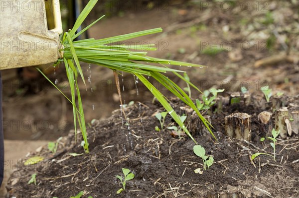 Using grass in plastic containers to make an effective watering can